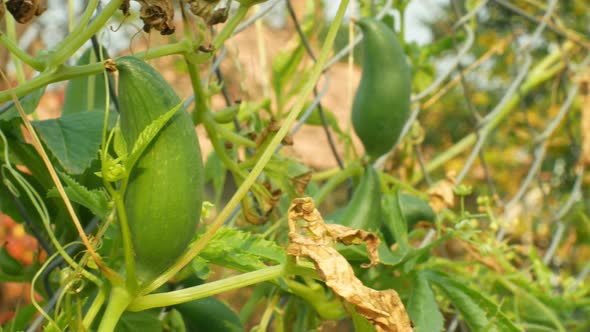 Cyclanthera Pedata Slipper Gourd or Stuffing Cucumber Is a Vegetable Grown for Its Immature Fruit
