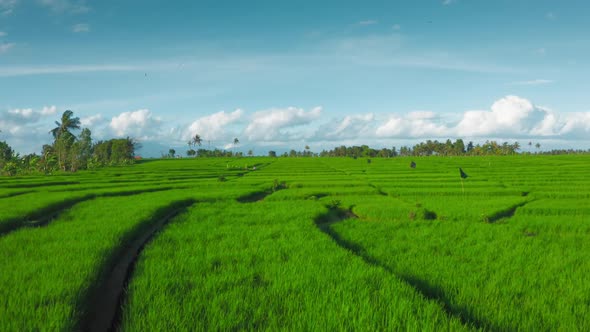 Bright Green Rice Fields Against a Beautiful Blue Sky with White Clouds