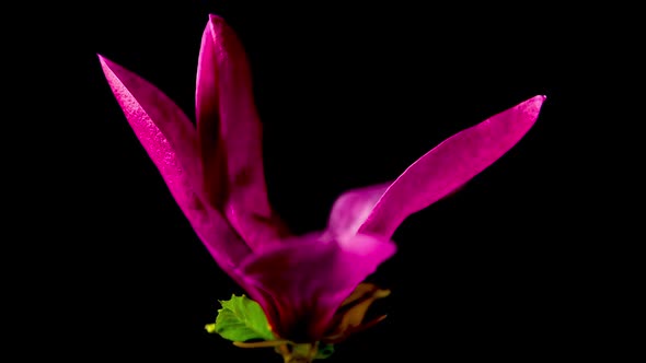 Time Lapse of Magnolia flower blooming. Opening beautiful flower buds. alt