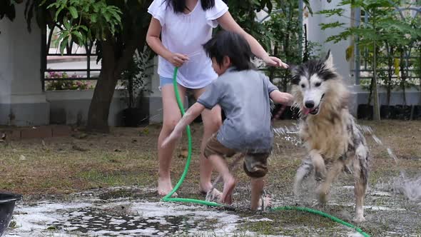 Asian Children Wash Siberian Huskydog On Summer Day alt