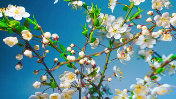 Cherry Branches with Blooming Flowers Time Lapse