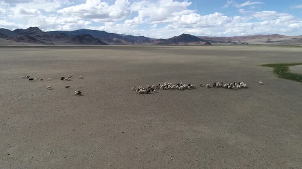 Drone flying over a flock of sheep, alt