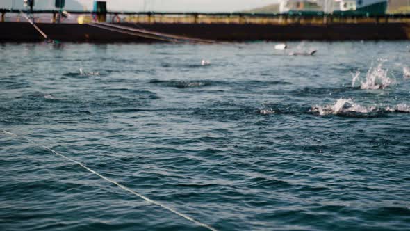 Jumping salmon in marine cage of salmon farm; slow motion alt