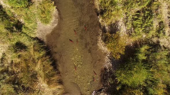 Aerial view of Kokanee Salmon spawning in a small river in Utah alt