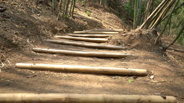 Walk On Path In Forest alt