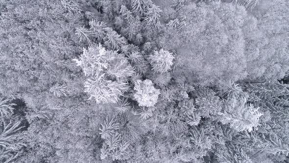 Aerial Background High Above Winter Snow Covered Trees In Cold Mountain Forest alt