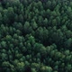 Tops Of Trees Aerial Shot Forward - VideoHive Item for Sale