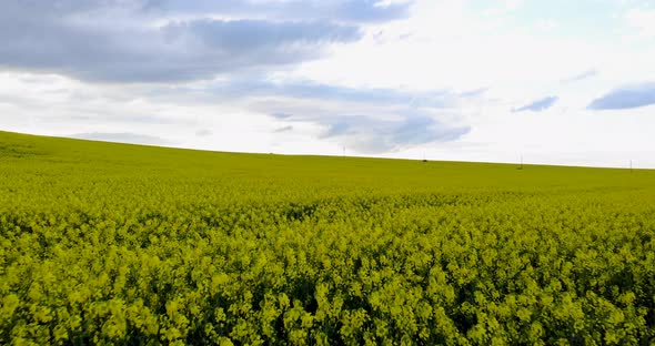 Yellow Rapeseed Field And Picturesque Sky With Clouds - aerial drone shot alt