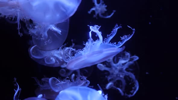group of fluorescent jellyfish swimming in Aquarium pool