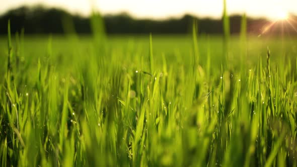 Wild grasses in a meadow at sunrise