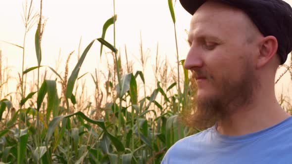 A Bearded Man in a Cap Inhales the Aroma of Corn in the Field alt