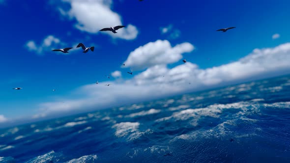 Seagulls Fly Freely In The Sea