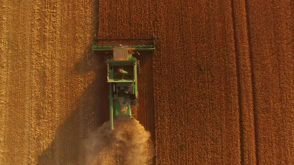 Combine with Golden Field. alt