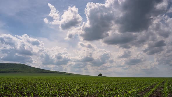 2021 05 24 Time Lapse Tree Feeld alt