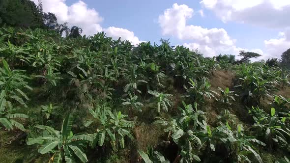 Banana Farm, Banana Plantations Aerial Shotin North of Thailand alt