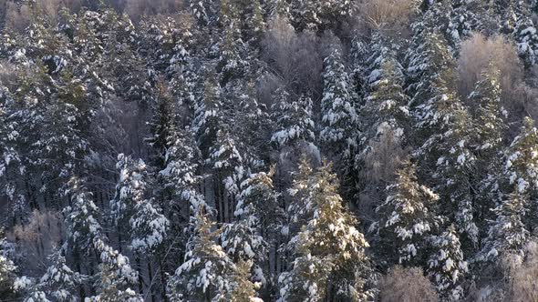 AERIAL: Forest Trees Illuminated by Golden Hour Light on a Winter Day 