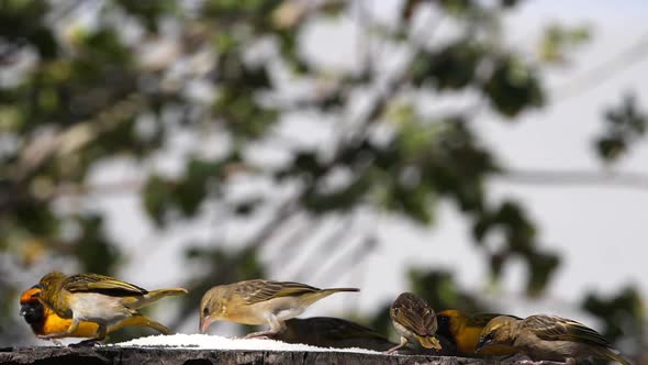 Northern Masked Weavers, Ploceus taeniopterus, group at the Feeder, in flight alt
