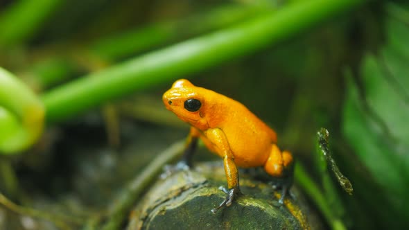 strawberry poison dart frog closeup alt