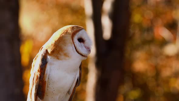 Close-up of a Barn Owl alt