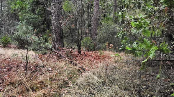 Reverse aerial shot through pine and cedar forest after a morning rain alt