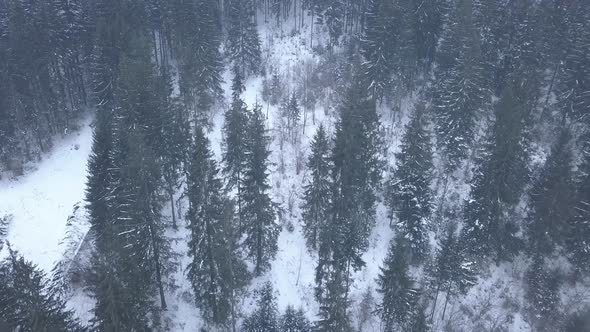 Aerial of snowy mountains pines in the middle of the forest in Carpathian mountains at winter