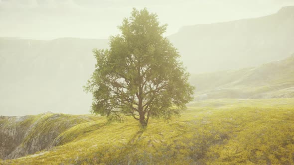 Beautiful Foggy Landscape in Tuscany alt