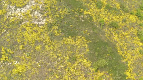 Yellow evergreen perennial Alyssum Aurinia saxatilis flower from above 4K aerial footage