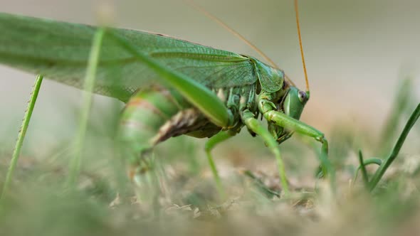 Big Green Locust Female Lays Eggs alt