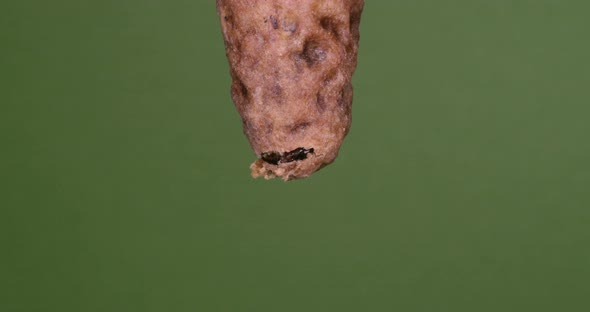 |European Honey Bee, apis mellifera, Emergence of a Queen, Bee Hive in Normandy, Real Time 4K alt