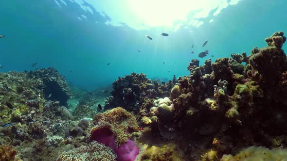 Coral Reef and Tropical Fish alt