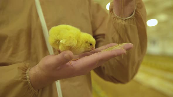 Close View of Farmer Feeds the Little Chicken with Seed on Hand alt