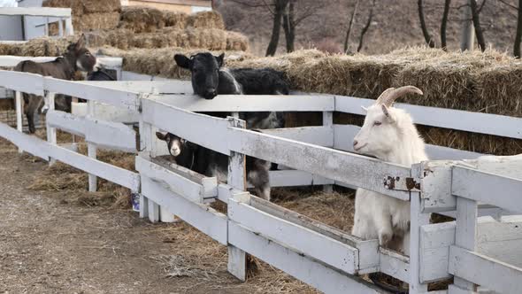 Animals Goat Calf Donkey in Wooden Fences in Winter in the Cold