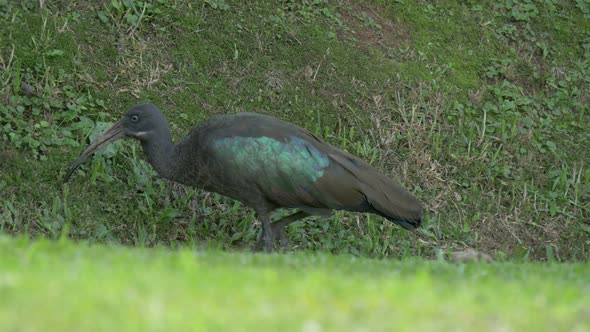 Dark bird eating grass alt
