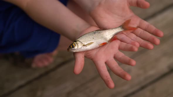 Young Fisherman Catch a Fish Rudd at the Lake on a Summer Day alt