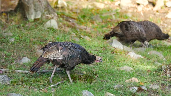 Turkeys Walking Around On Grass Eating In A Forest