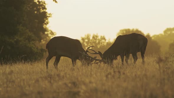 Male Red Deer Stag (cervus elaphus) during deer rut, rutting and clashing antlers and hitting heads  alt