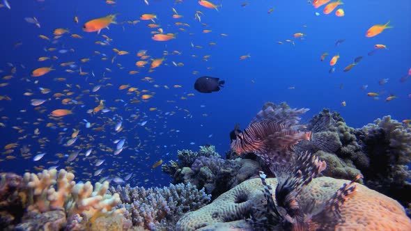 Coral Reef Underwater Marine Life alt