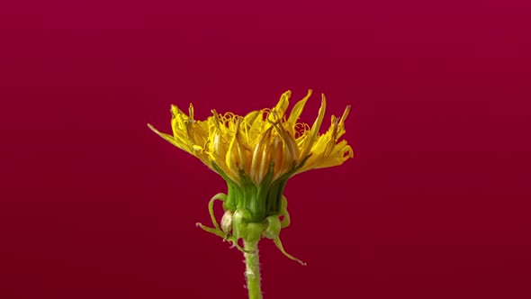 Dandelion Blossom Timelapse on Red 2 alt