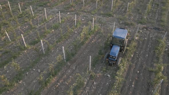 Aerial view farmer on tractor mowing weeds between rows of grapevines in vineyard landscape alt