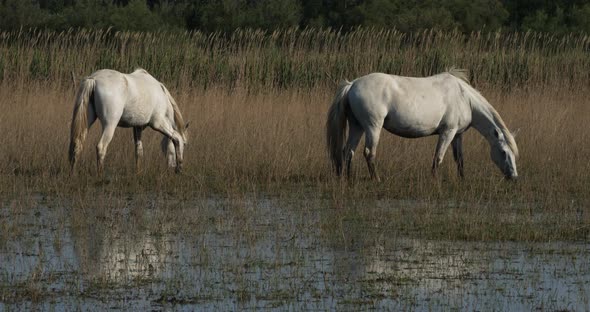 White Camargue horses, Camargue, France alt