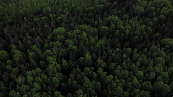 Drone Flies Over the Forest