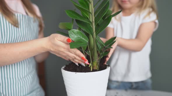 mother wearing apron and daughter transplant plant at home