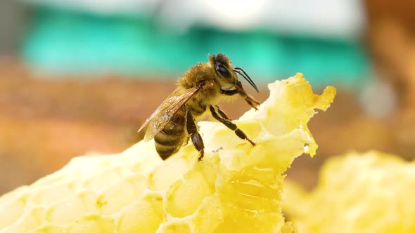 A Bee Sits on Honeycombs in an Apiary