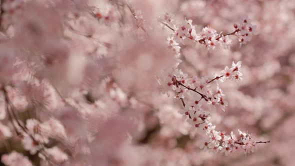 Beautiful Nature Scene with Blooming Apricot Tree at Sunny Day in Springtime alt