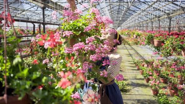 Woman Florist Takes Pot with Blooming Flower in Greenhouse