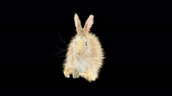 66 Rabbit Sword And Shield Run 4K alt