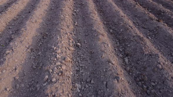 Long flat top rows, furrows, mounds, for newly planted potatoes in a rural agricultural area.