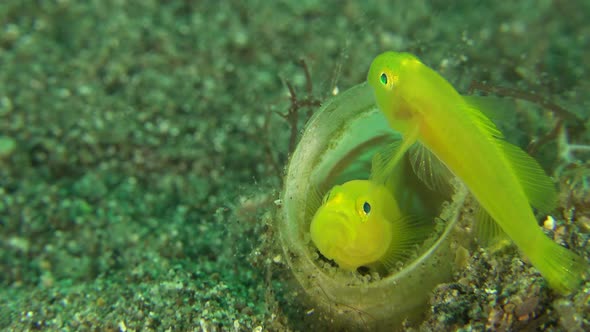 Two yellow clown goby protecting their eggs inside tube anemone alt
