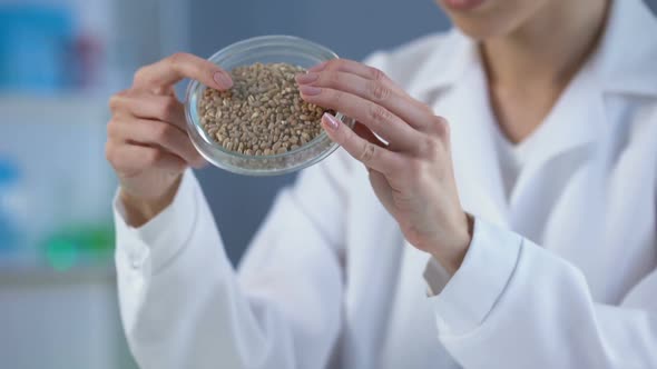 Lab Assistant Examining Wheat Grains and Filling Report Document, Food Quality alt