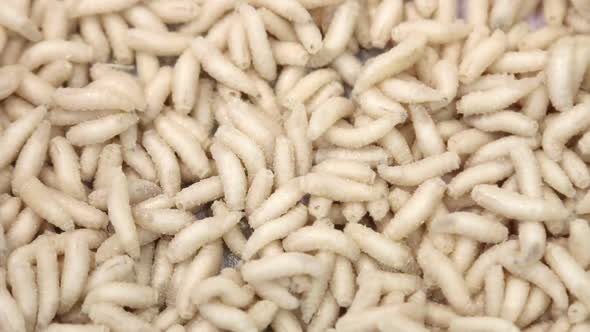 Maggot Worms of White Color Crawl and Move